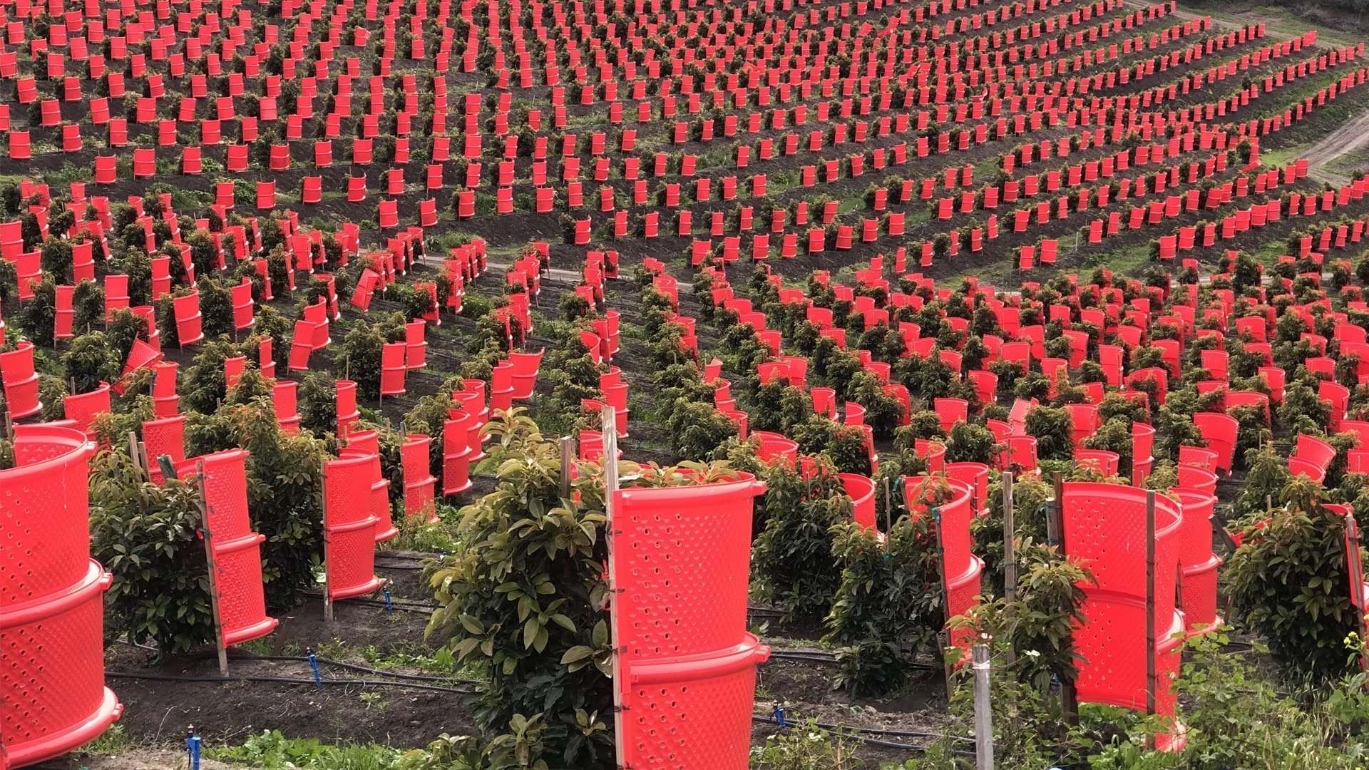 Rows of young trees in Opti-Harvest light-collecting sleeves across a hillside planting.